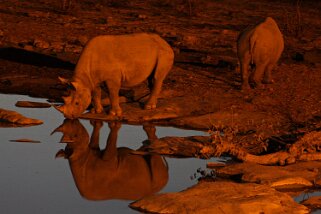 Rhinocéros - Etosha National Park Namibie 2010