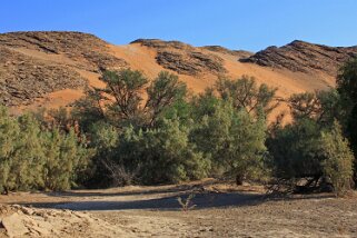 Homeb - Désert du Namibe Namibie 2010