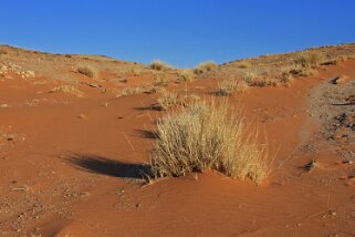 Homeb - Désert du Namibe Namibie 2010