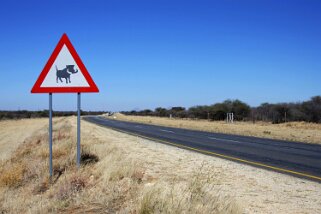 Attention Phacochère Namibie 2010