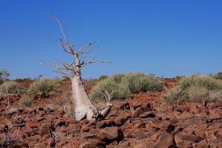 Arbre Bouteille Namibie 2010