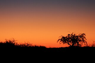 Solitaire Namibie 2010