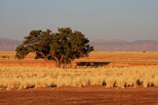 Sossusvlei - Désert du Namibe Namibie 2010