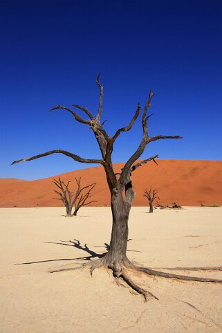 Sossusvlei - Désert du Namibe Namibie 2010