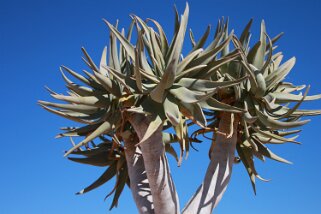 Spitzkoppe Namibie 2010