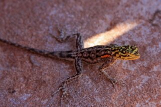 Lézard - Twyfelfontein Namibie 2010