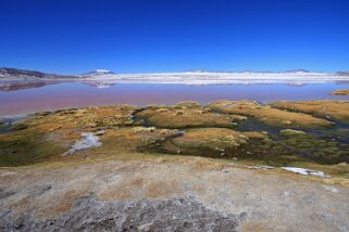 Laguna Colorada Bolivie 2011