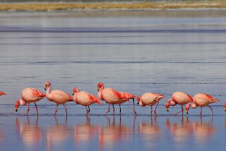 Flamants roses - Laguna Colorada Bolivie 2011