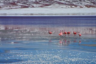 Laguna Colorada Bolivie 2011