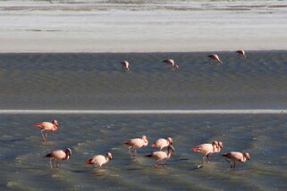 Flamants roses - Salar de Surire Chili 2011