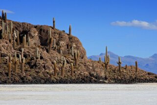 Isla Pescado - Salar de Uyuni Bolivie 2011