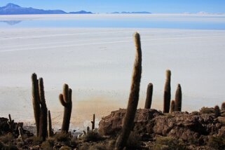 Isla Pescado - Salar de Uyuni Bolivie 2011