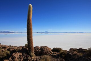 Isla Pescado - Salar de Uyuni Bolivie 2011