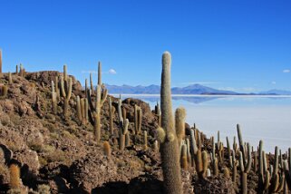 Isla Pescado - Salar de Uyuni Bolivie 2011