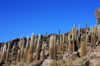 Isla Pescado - Salar de Uyuni Bolivie 2011