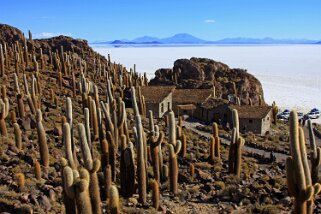 Isla Pescado - Salar de Uyuni Bolivie 2011