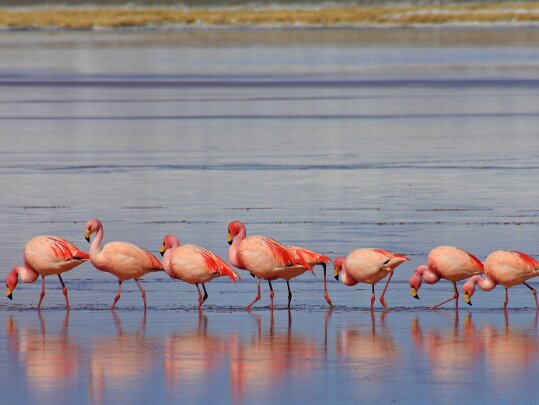 Laguna Colorada Chili