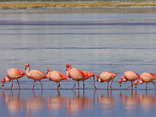 Laguna Colorada Chili