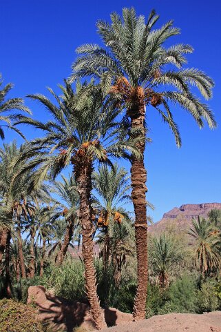 Vallée du Drâa Maroc 2011