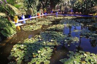 Jardin Majorelle - Marrakech Maroc 2011