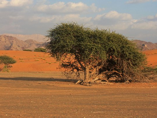 Wahiba Oman