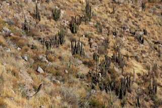 Cañon del Colca Pérou 2012