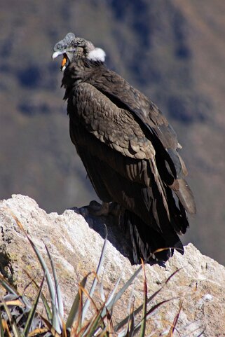 Cañon del Colca Pérou 2012