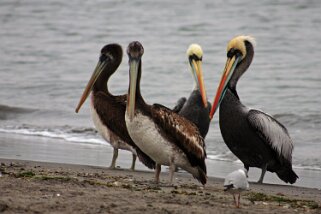 Pélicans - Reserva National Paracas Pélicans - Reserva Nacional de Paracas