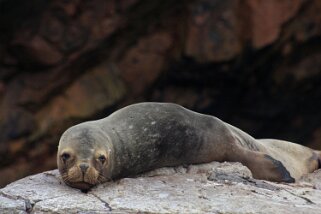 Islas Ballestas Pérou 2012