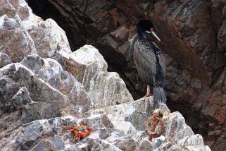 Islas Ballestas Pérou 2012