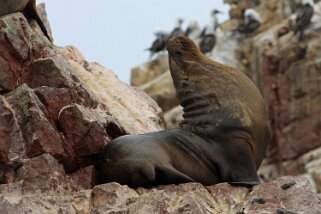 Islas Ballestas Pérou 2012