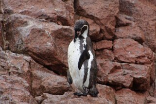 Islas Ballestas Pérou 2012