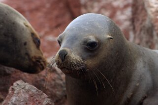 Islas Ballestas Pérou 2012