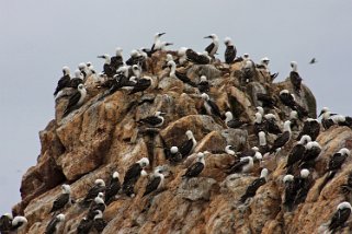 Islas Ballestas Pérou 2012