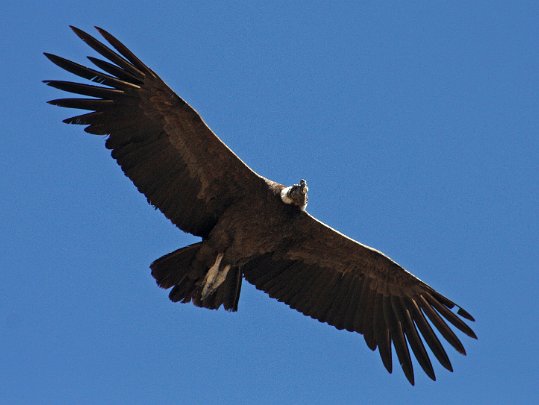 Cañon del Colca Pérou