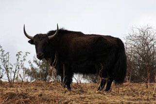 Yak - Ura Bhoutan 2013