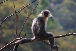 Singe - Parc National de Trumshing Bhoutan 2013