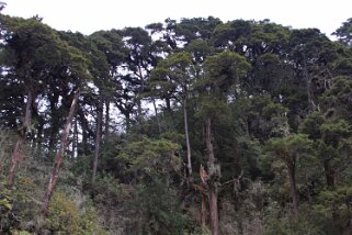 Parc National de Trumshing Bhoutan 2013