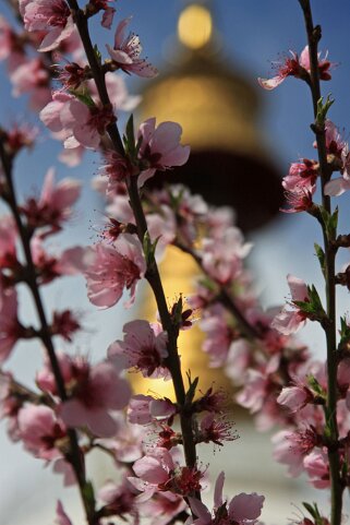 Memorial Chorten - Thimphu Bhoutan 2013