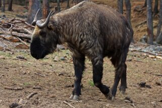 Takin - Zoo de Thimphu Bhoutan 2013