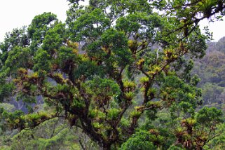 Reserva Biologica del Bosque Nuboso - Monteverde Costa Rica 2014