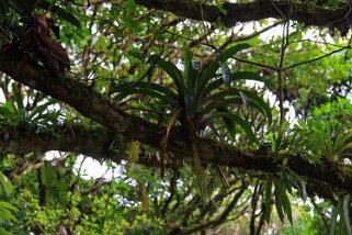 Reserva Biologica del Bosque Nuboso - Monteverde Costa Rica 2014