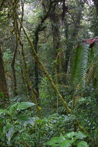 Reserva Biologica del Bosque Nuboso - Monteverde Costa Rica 2014