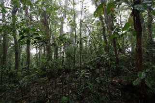 Reserva Biologica del Bosque Nuboso - Monteverde Costa Rica 2014