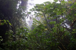 Reserva Biologica del Bosque Nuboso - Monteverde Costa Rica 2014