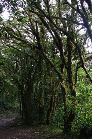 Reserva Biologica del Bosque Nuboso - Monteverde Costa Rica 2014