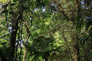 Reserva Biologica del Bosque Nuboso - Monteverde Costa Rica 2014