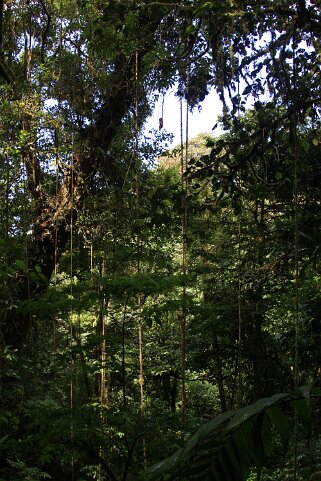 Reserva Biologica del Bosque Nuboso - Monteverde Costa Rica 2014