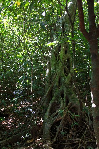 Reserva Sendero Tranquilo - Monteverde Costa Rica 2014