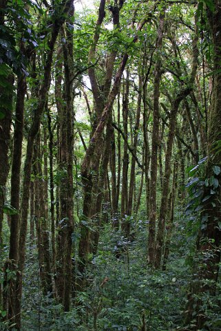 Reserva Santa Elena - Monteverde Costa Rica 2014